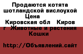 Продаются котята шотландской вислоухой! › Цена ­ 3 000 - Кировская обл., Киров г. Животные и растения » Кошки   